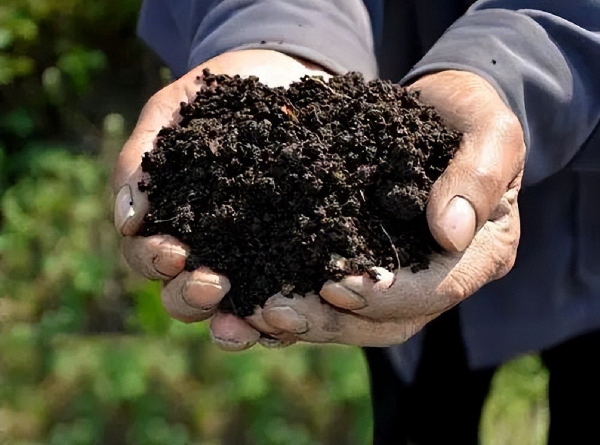 东北黑土地耕地中的大熊猫,东北黑土地保护大熊猫