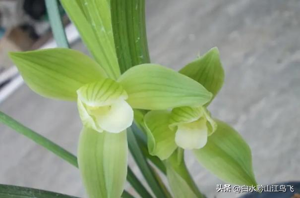 春剑和剑兰哪个品种比较贵一点,春剑和剑兰有哪些区别