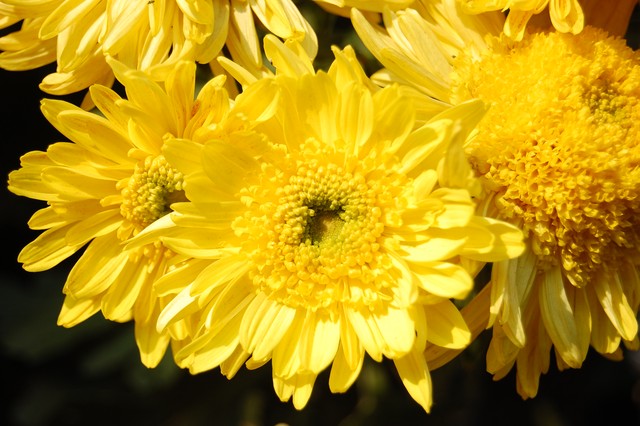 花园里的花种类,花种类大全百科全书