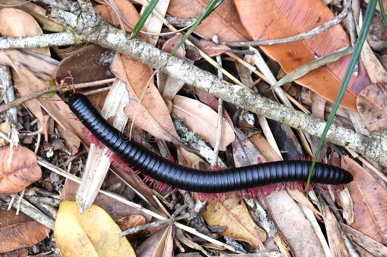 长的像蜈蚣的虫是什么虫,长得像蜈蚣一样的虫子怎么消灭