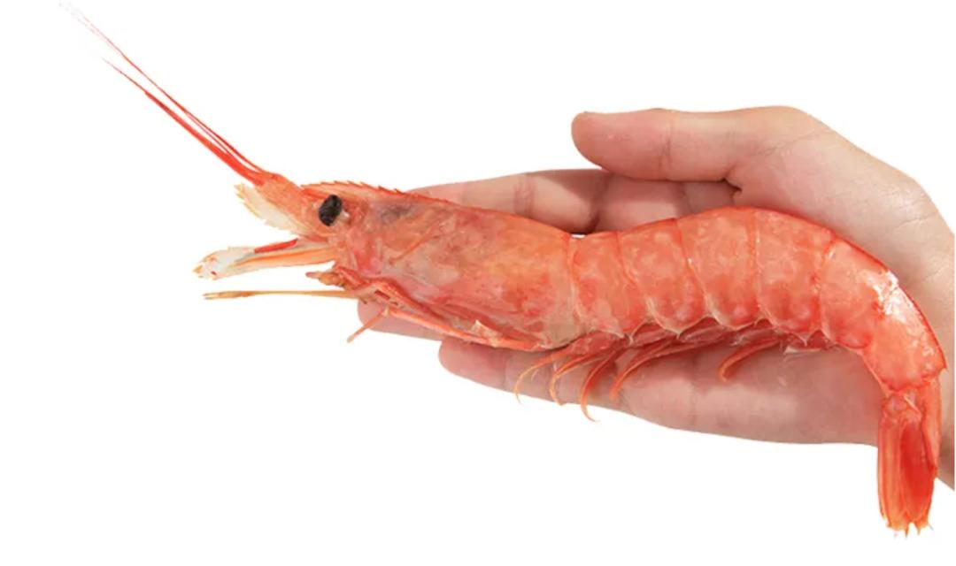 阿根廷红虾有几种,阿根廷红虾为什么红