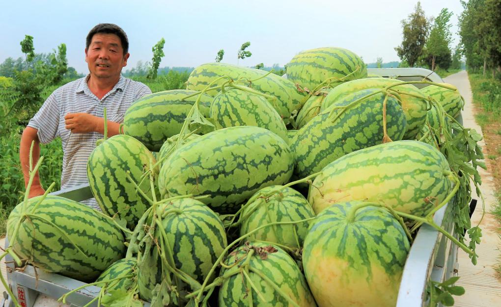 韩国1个西瓜卖100元,日本为何不进口西瓜售卖呢