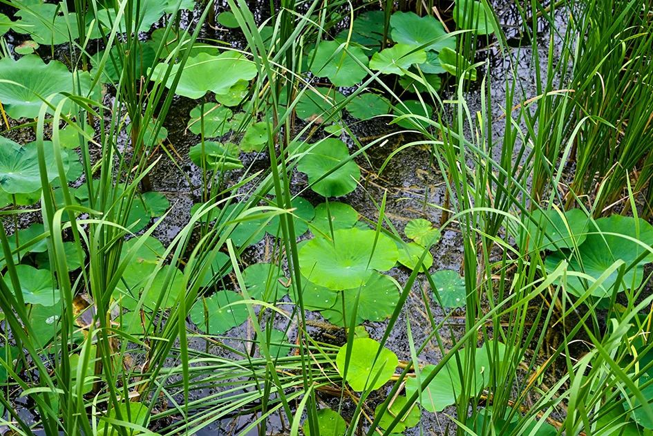 北京免费景美公园大全,北京这个公园也很美