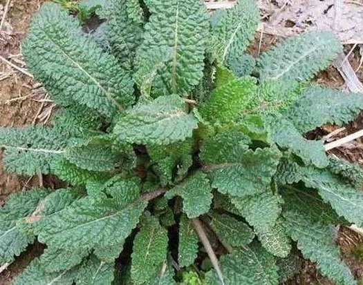 有一种草药叶子像癞蛤蟆皮一样,叶子像癞蛤蟆的植物