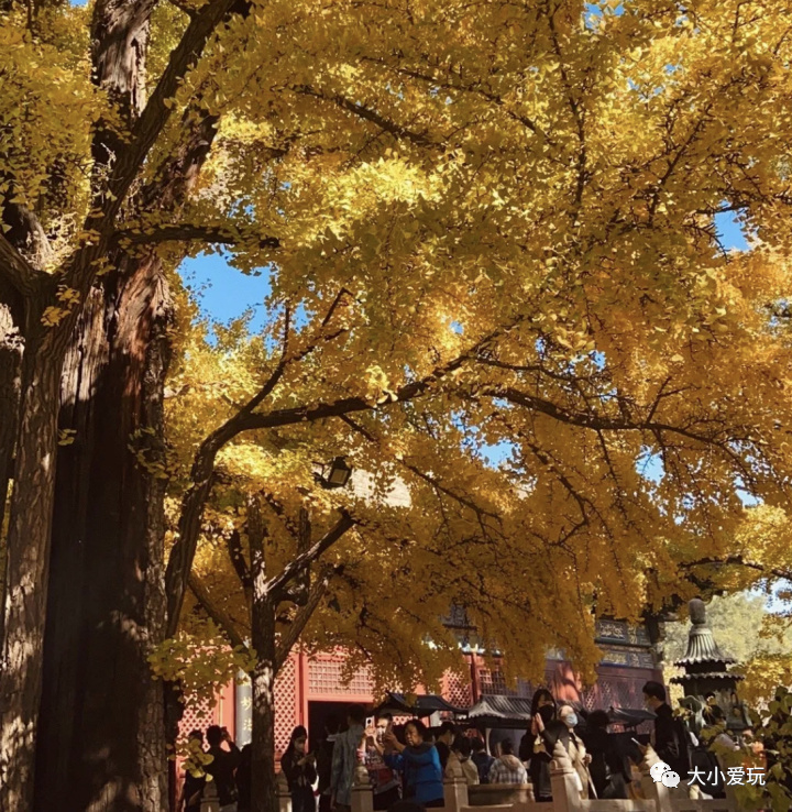 银杏最美的地方,这九个美丽的地方你想去看看吗