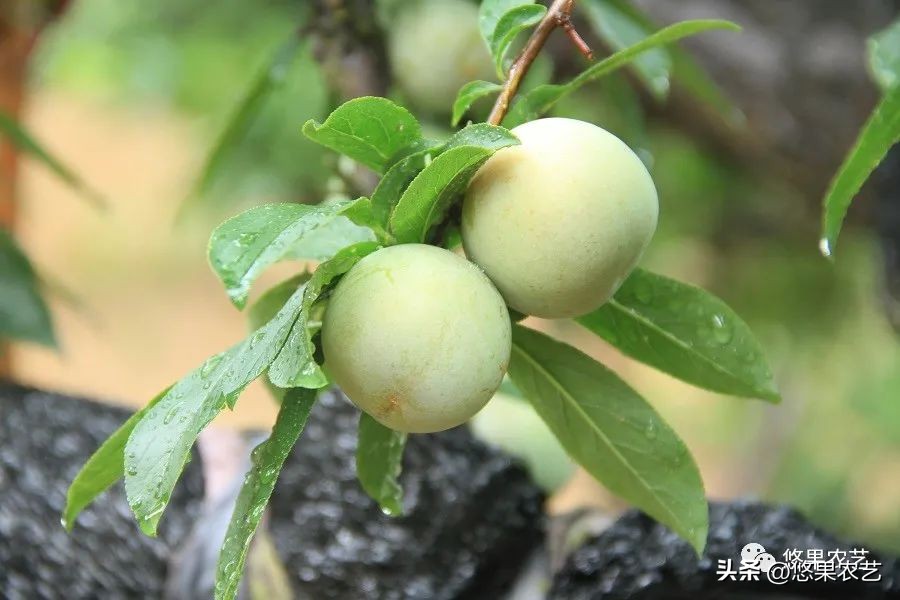 付成德种李子技巧,楼顶可以种李子吗