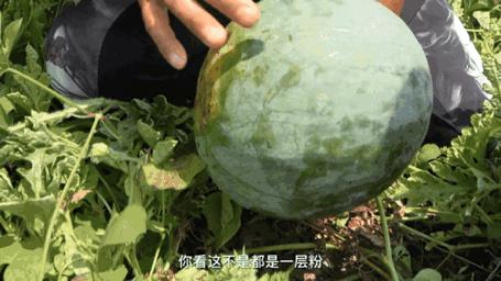 甜王瓜怎么挑,如何挑出一个甜的瓜