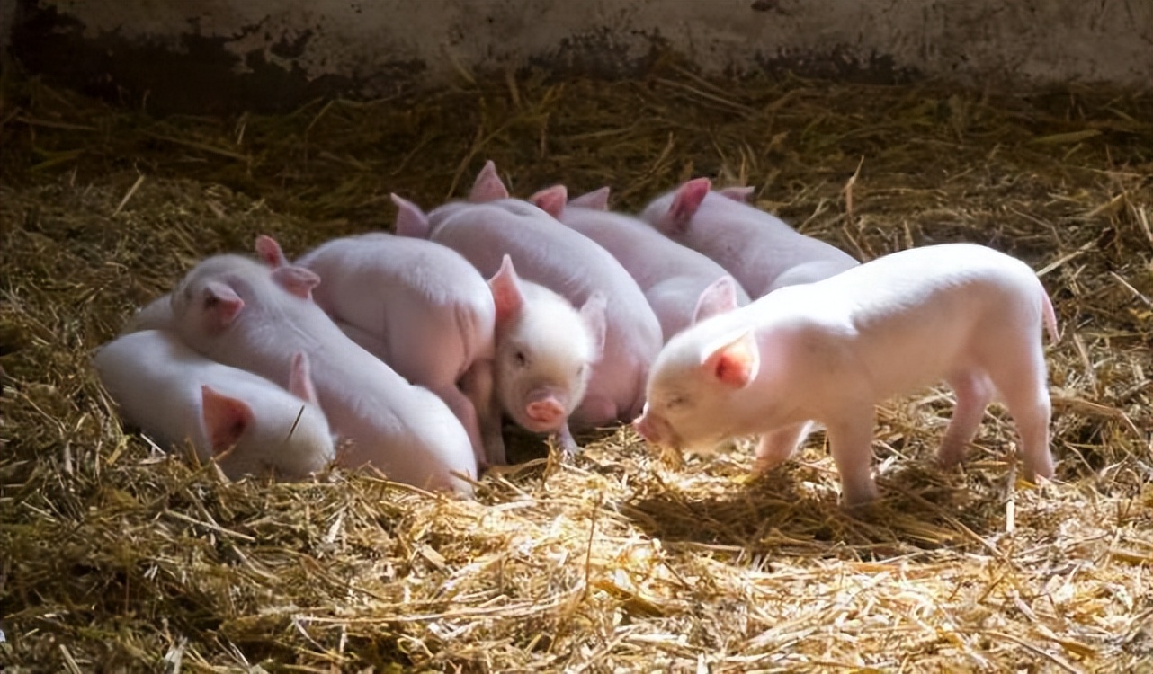 如何治疗猪拉稀?猪拉稀用什么药效果最好?猪拉稀的治疗方法!