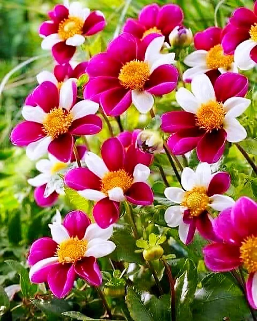 鲜花永远是女人的最爱,鲜花打动女人心