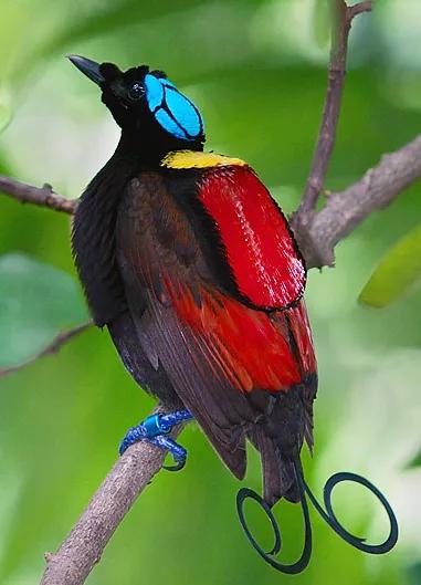 最美罕见的小鸟,全世界最罕见的小鸟