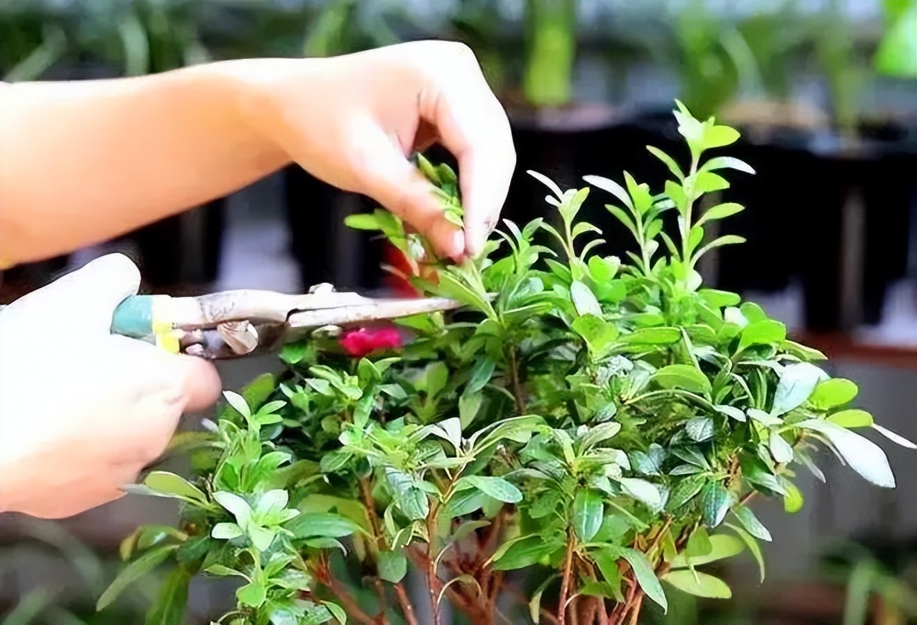 养花黄叶必须用剪刀剪吗,养花开花前怎么修剪