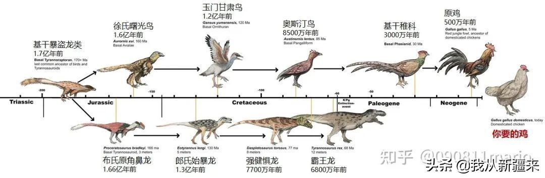 新疆哈密翼龙,天山哈密翼龙