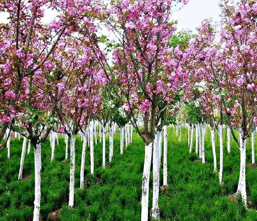 西府海棠花白色,西府海棠花骨朵