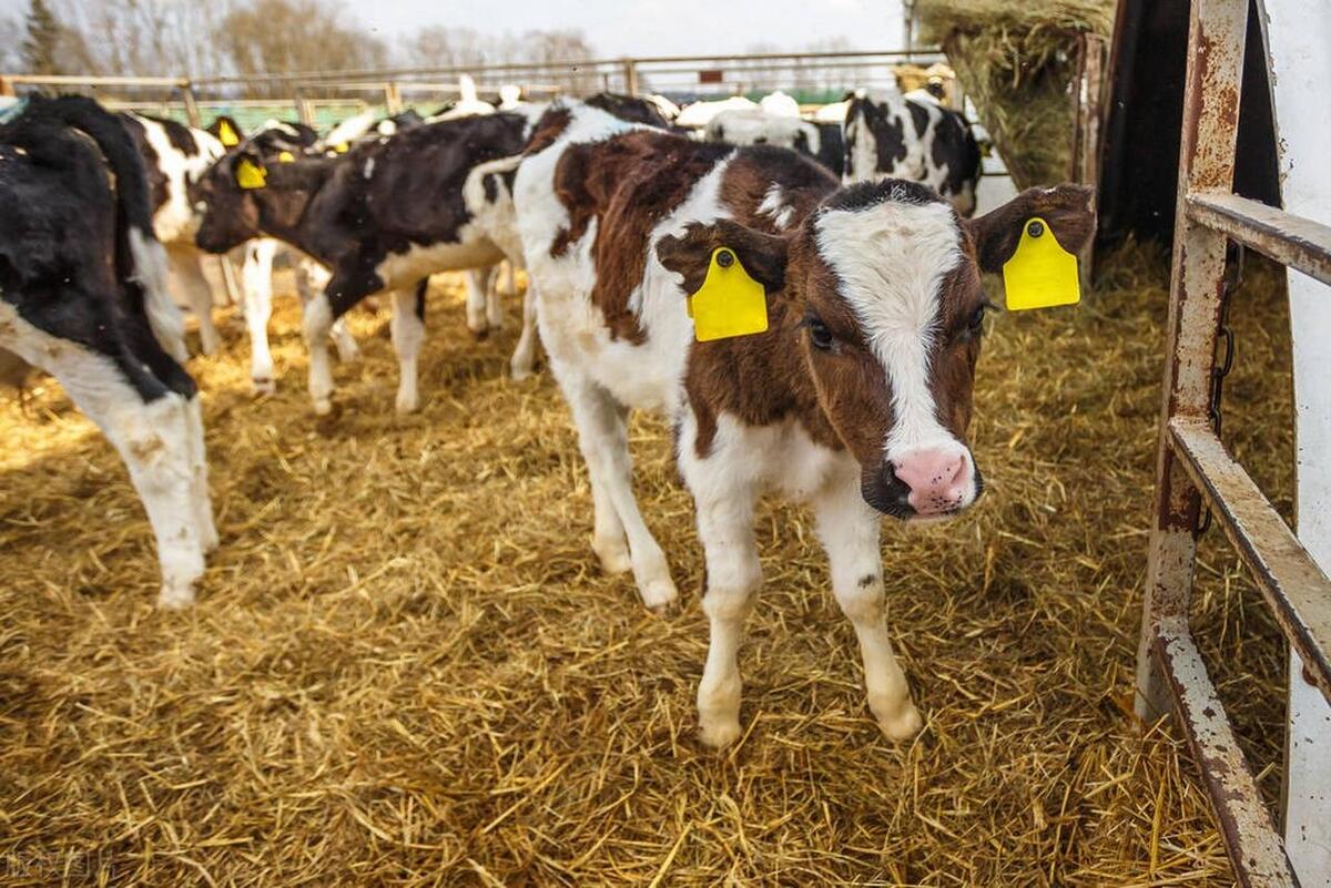 畜牧经营管理如何打造国际竞争力,如何提升畜牧产业竞争力