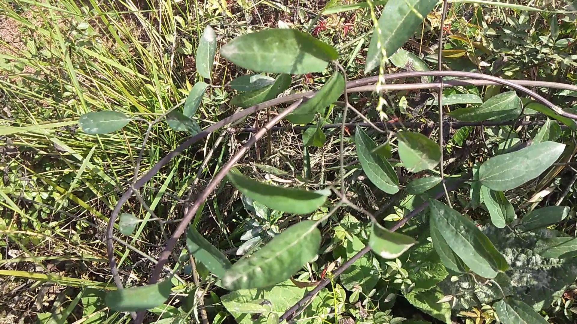 80岁老人脚风湿用什么泡脚,80岁老人泡脚的配方