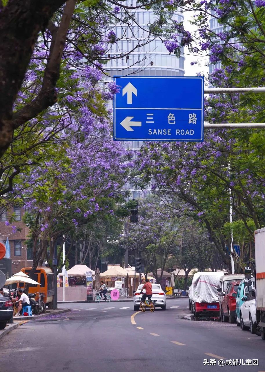 成都武晋路蓝花楹,昆明街头蓝花楹绽放成梦幻花海