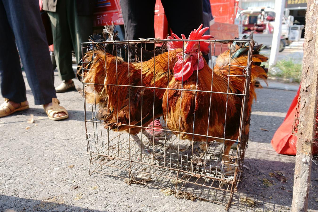 农村大集上这几种东西最好别买,农村大集买的东西是真的吗