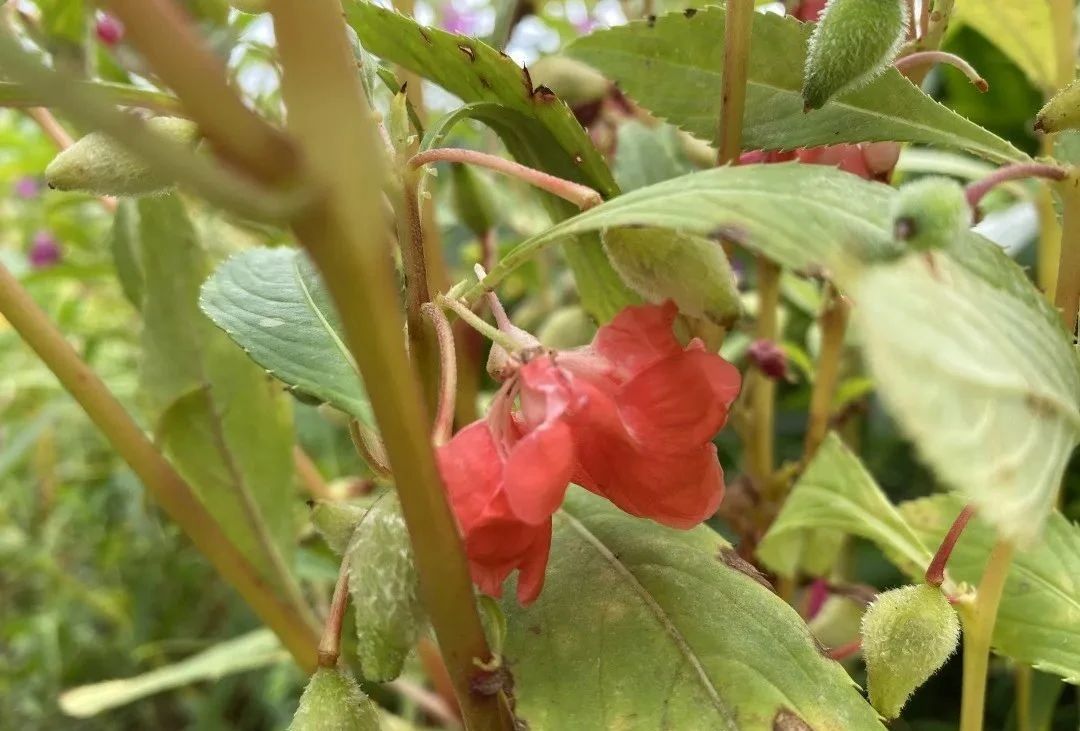 指甲花的图片和特征,干净耐看短指甲花
