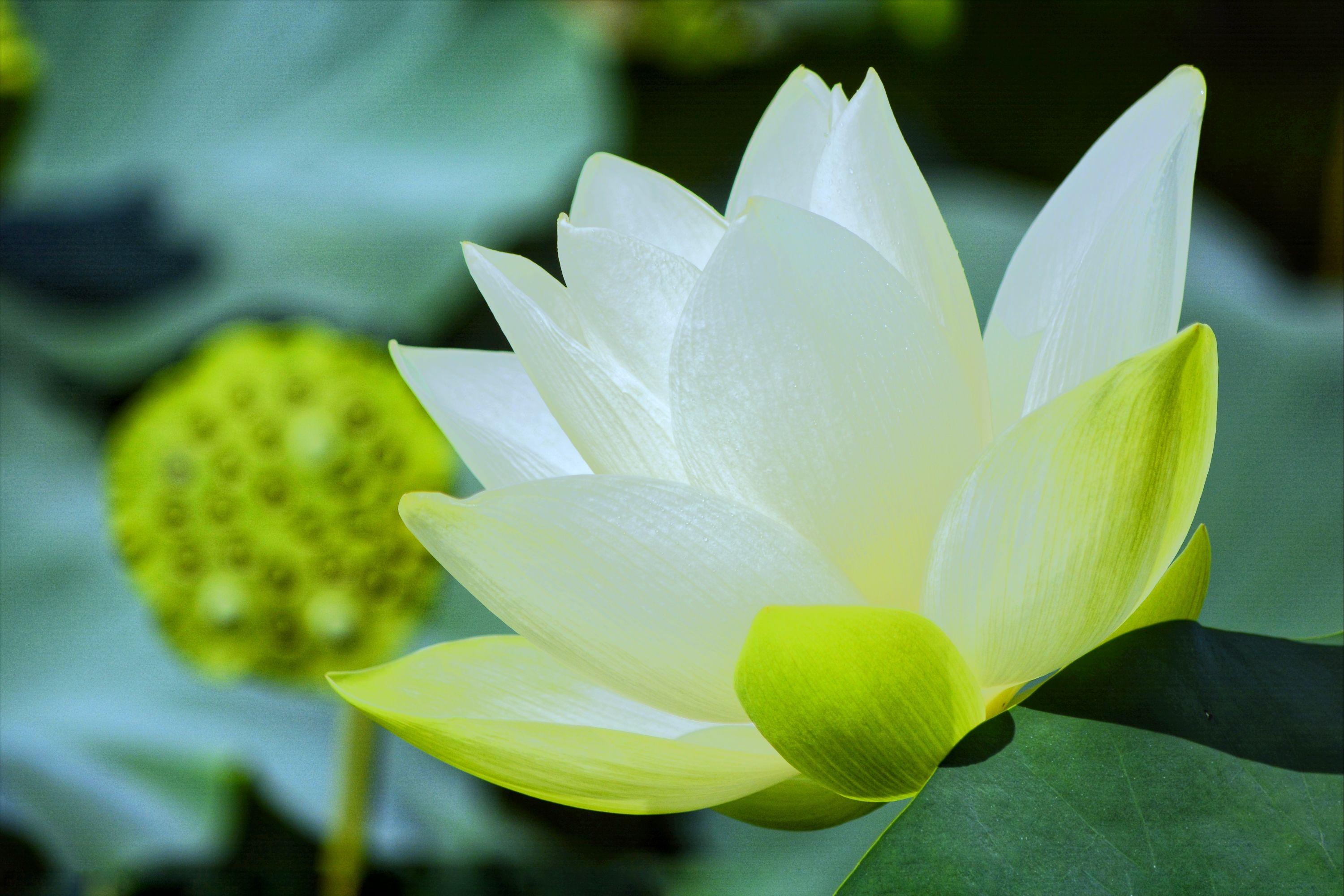 70句唯美荷花诗词,关于荷花的绝美诗句
