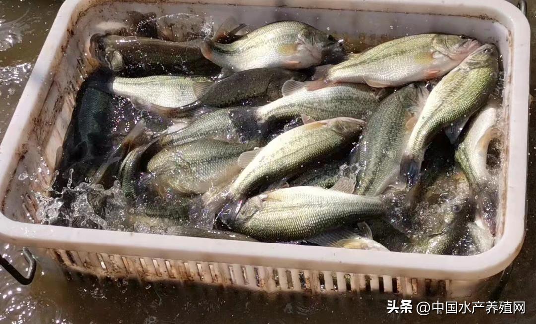 鲈鱼损失惨重,目前鲈鱼掉价的真正原因