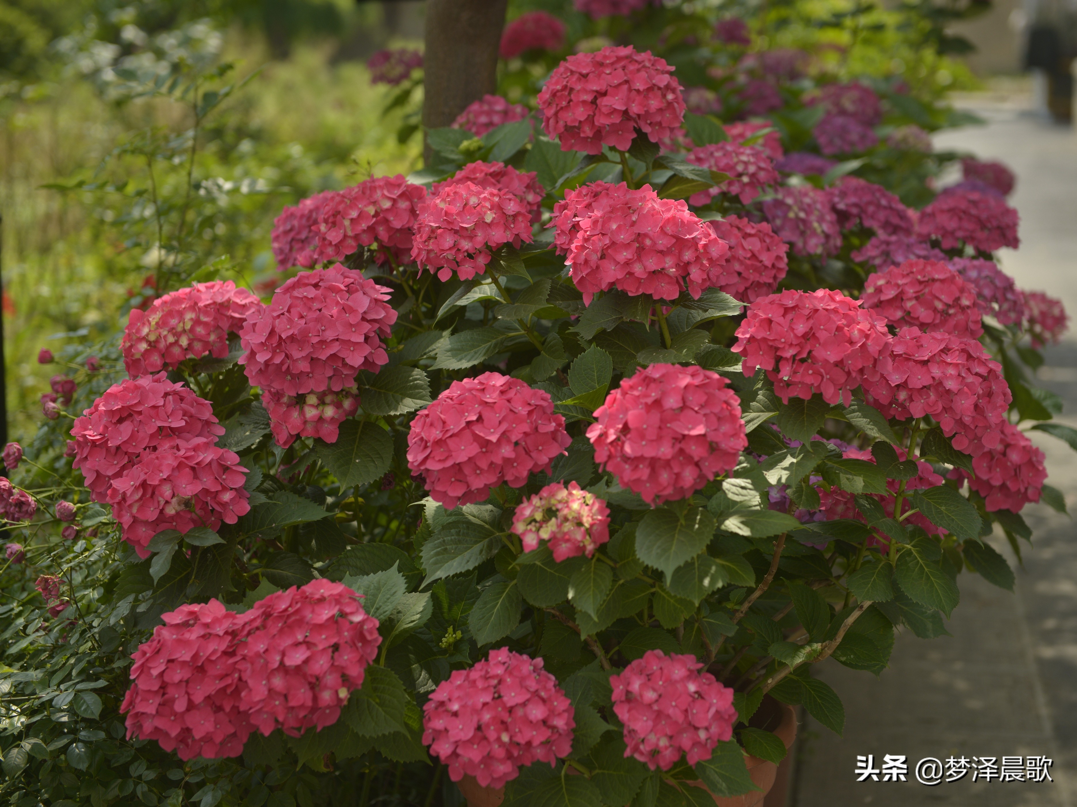 绣球花季不可错过的风景,满山遍野绣球花开惹人醉