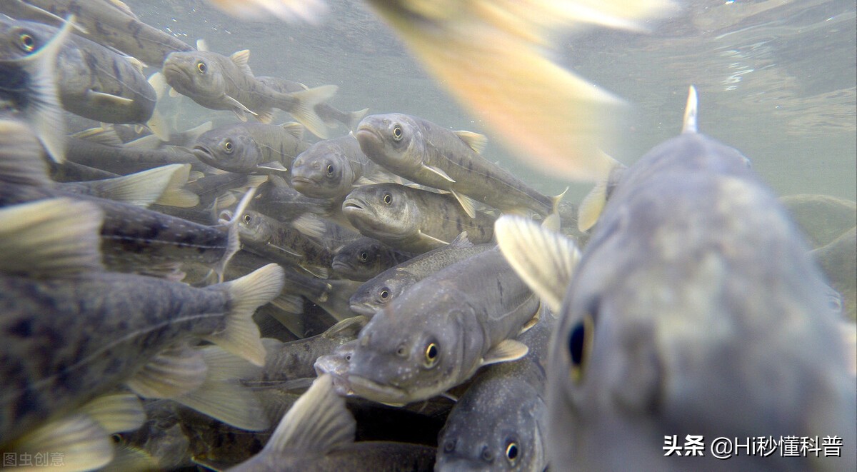 青海湖的救星：3年吃掉7万吨现数量恢复，黑色市场可浮上台面？