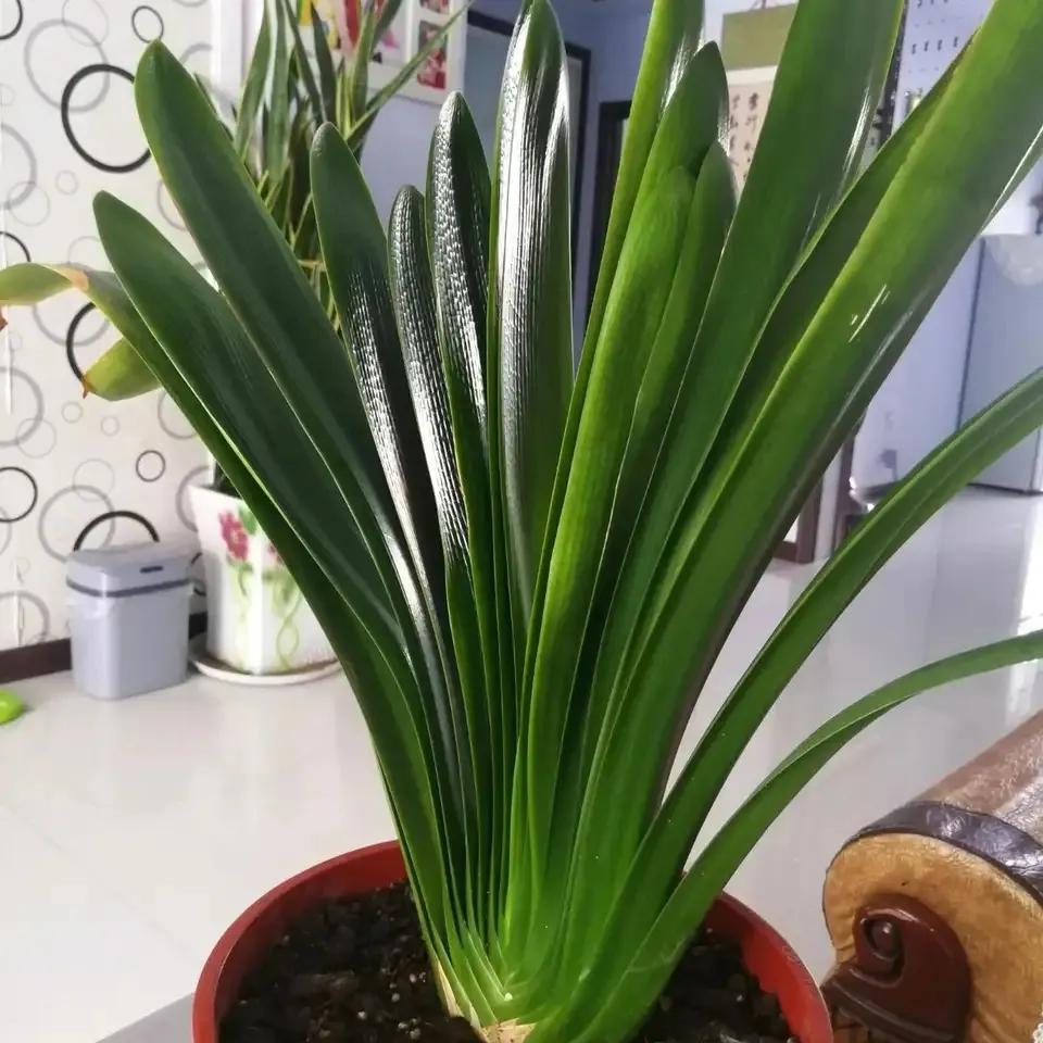 哪些药片过期后可以浇花杀菌杀虫,浇花时放这两种药片