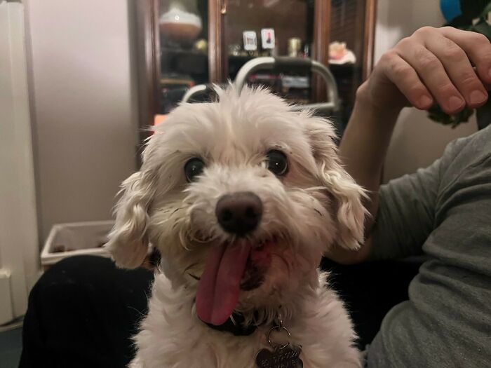 治愈宠物的笑容,治愈人心灵的宠物有哪些