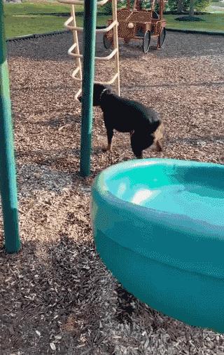 开心一刻｜有人接单吗？接一下我的孤单