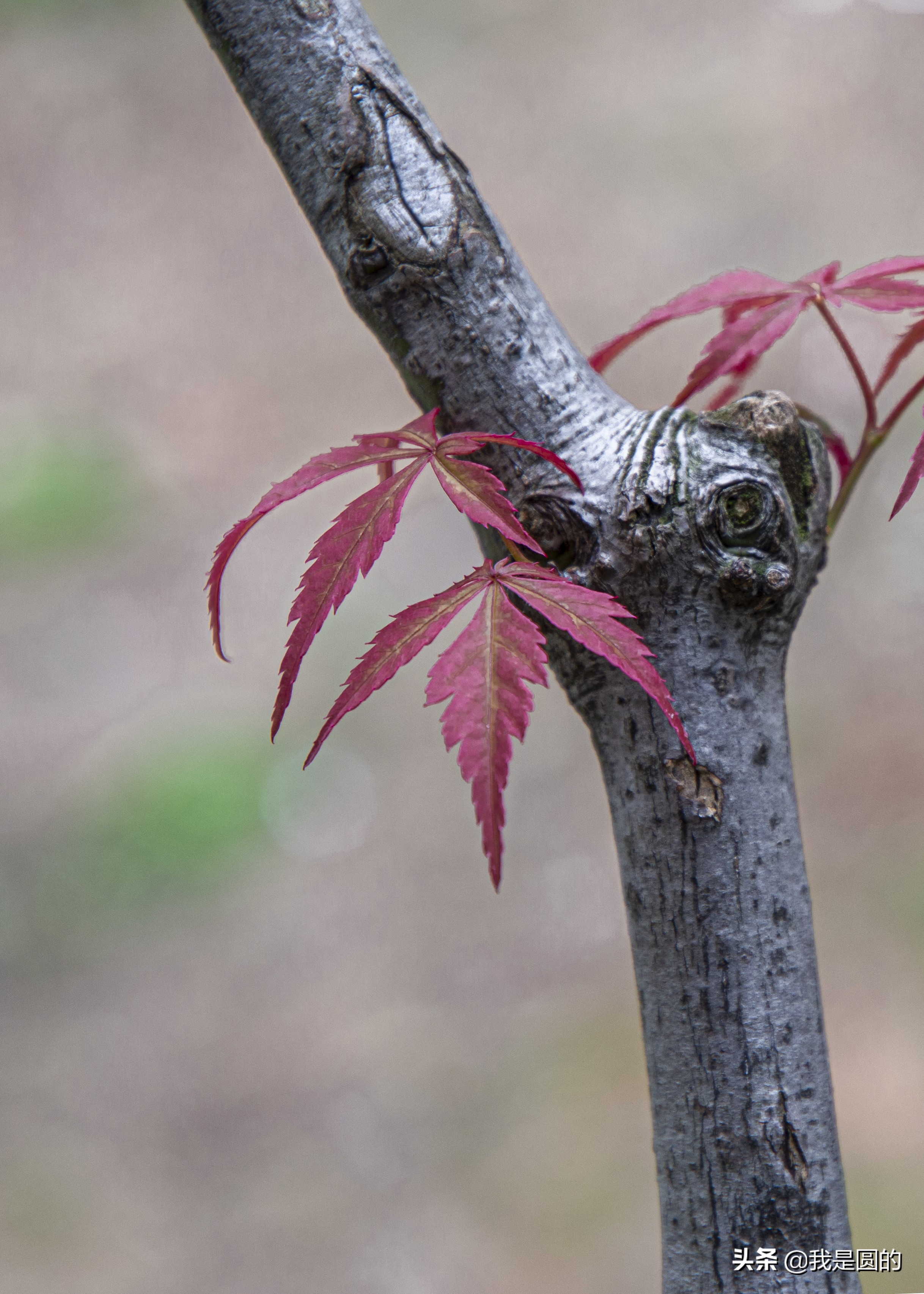 “五.一”树叶也很红（原创摄影+随笔300字）