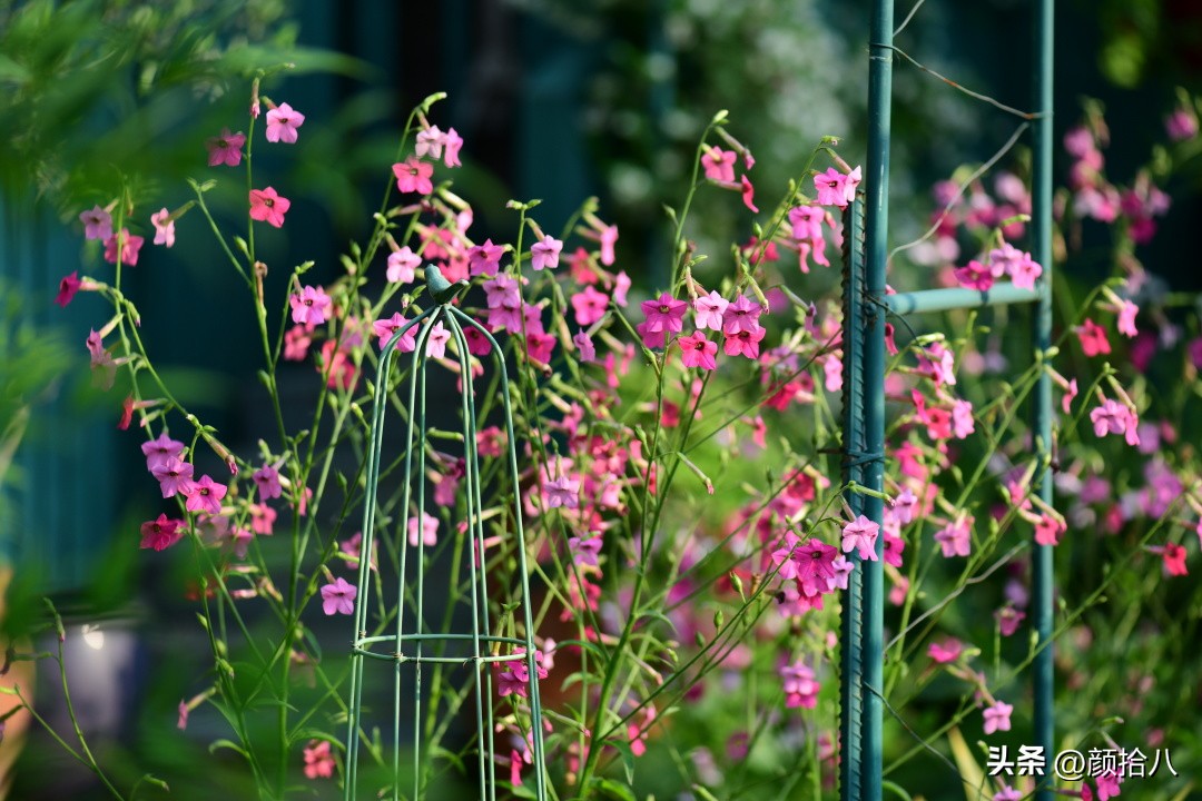 冬天开花的室外花卉盆栽,温室盆栽观花花卉植物