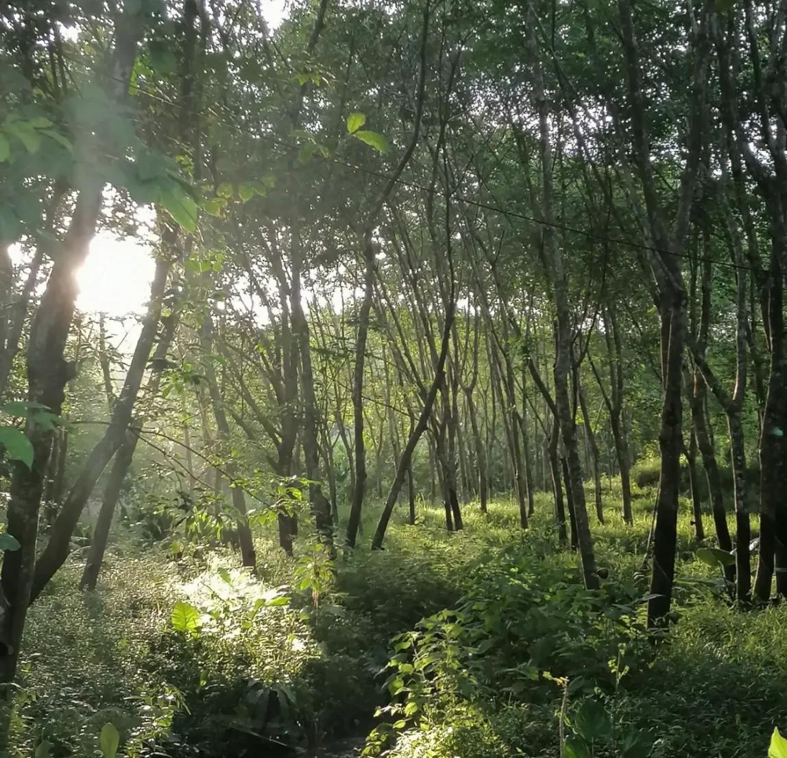 散养鸡的快乐生活,我的养鸡生活29天完整版