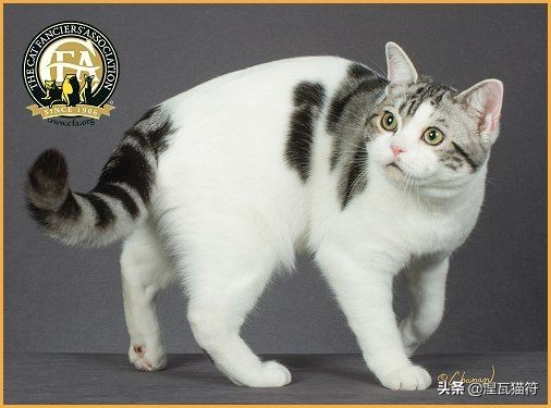 美短棕虎斑成年猫多少钱,美短虎斑猫有白毛领