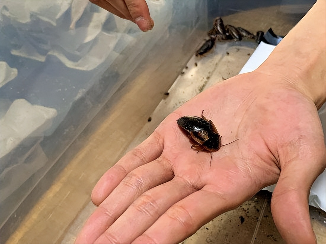 日本蟑螂有多大,日本蟑螂灾害