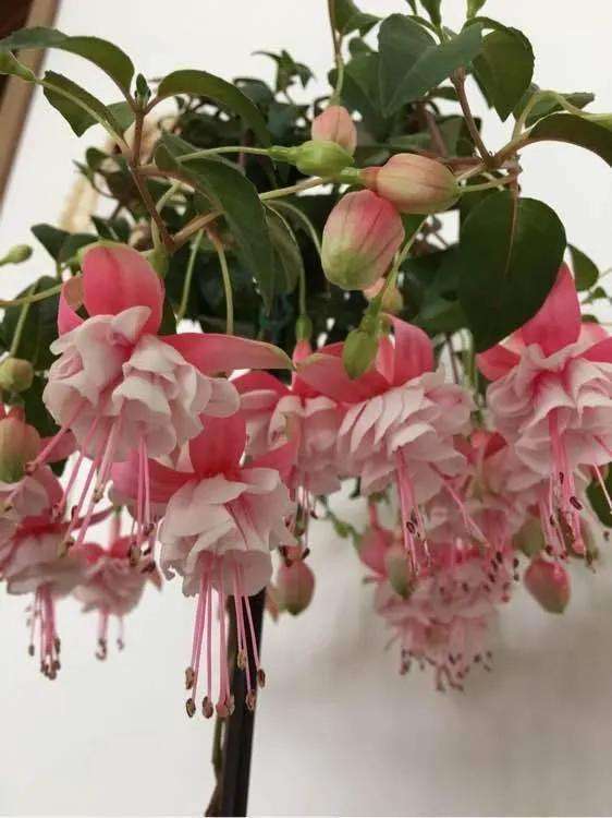 这10种花冬天最怕水越浇越死,5种花浇不死浇水越多长得越旺