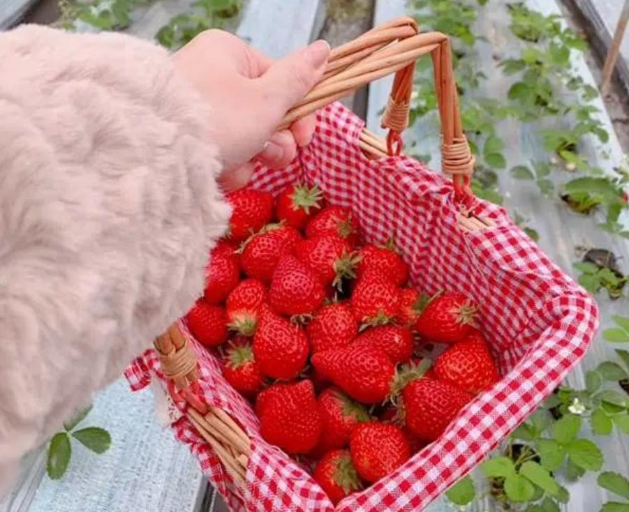 草莓园摘草莓怎么拍照,好玩的摘草莓胜地打卡