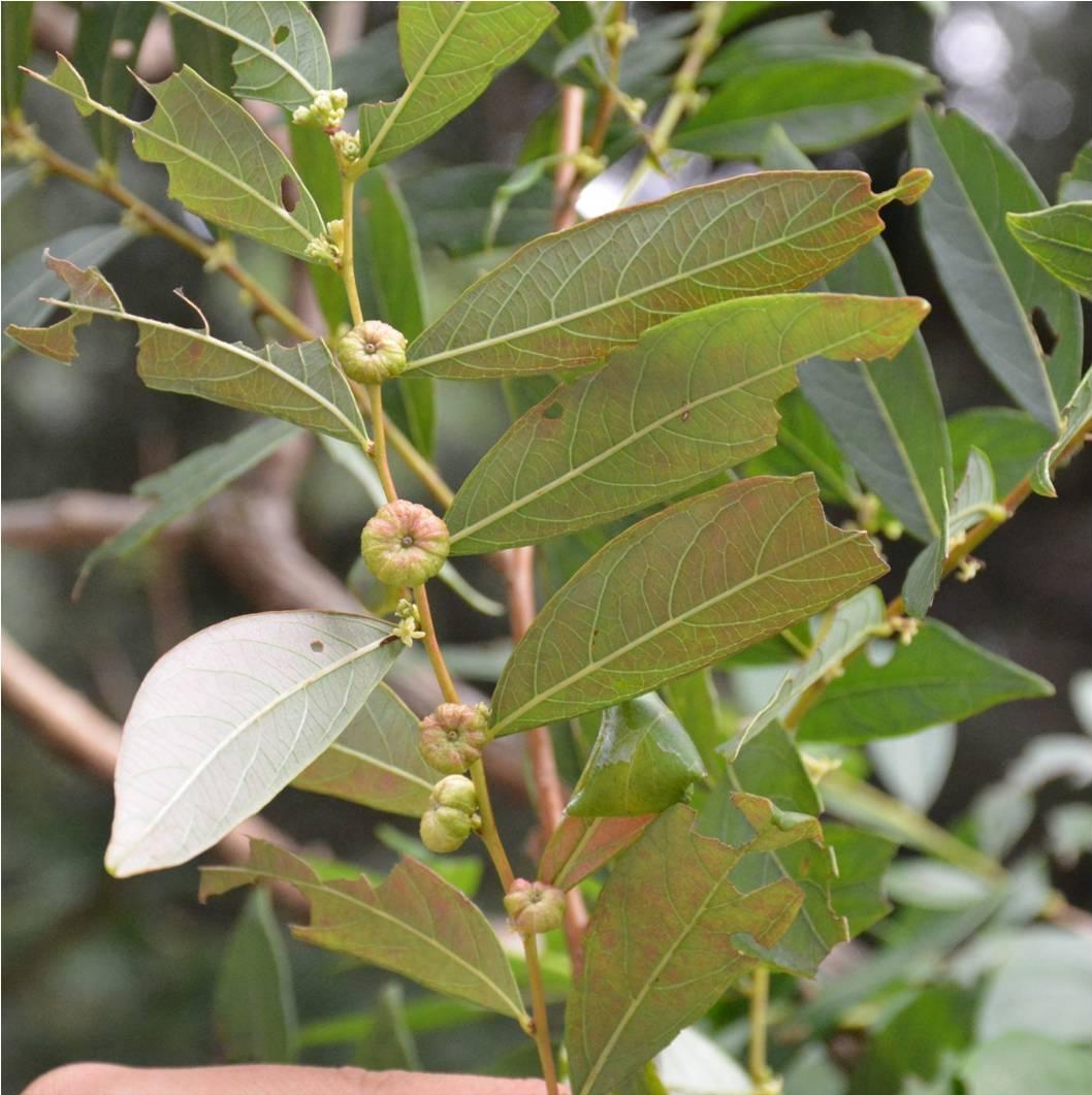 它有一个奇怪的名字叫算盘子，果实像小南瓜能治牙痛，你认识吗？