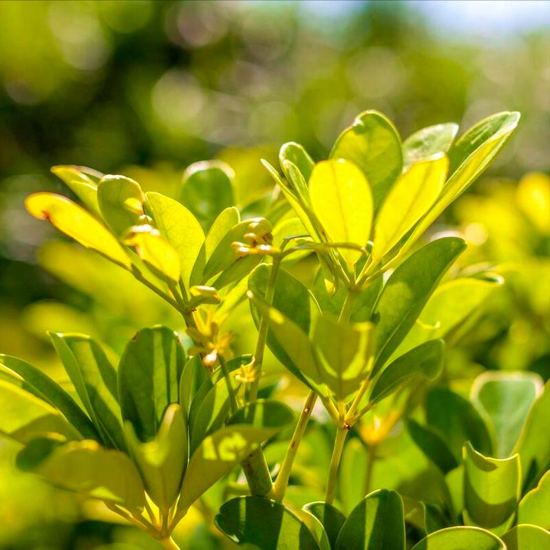 鹅掌藤怎么养叶不黄,鹅掌藤叶子耷拉的原因及解决方法