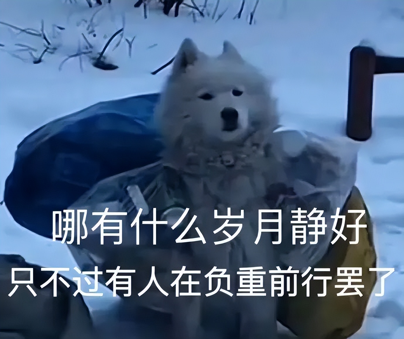 柴犬笑死,笑死人的柴犬视频