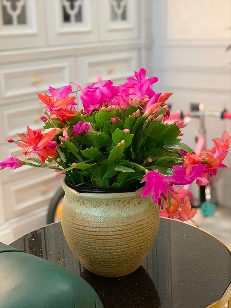 夜间能“制氧气”的10种花，建议卧室养一盆，温馨还能助睡眠