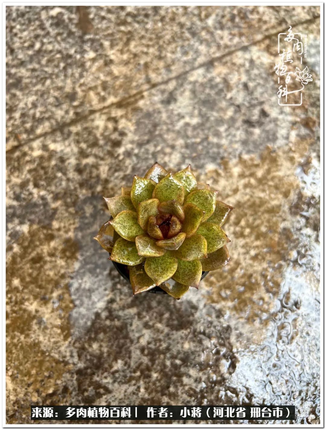 我与多肉植物之间的故事,我和多肉十二卷的故事100字