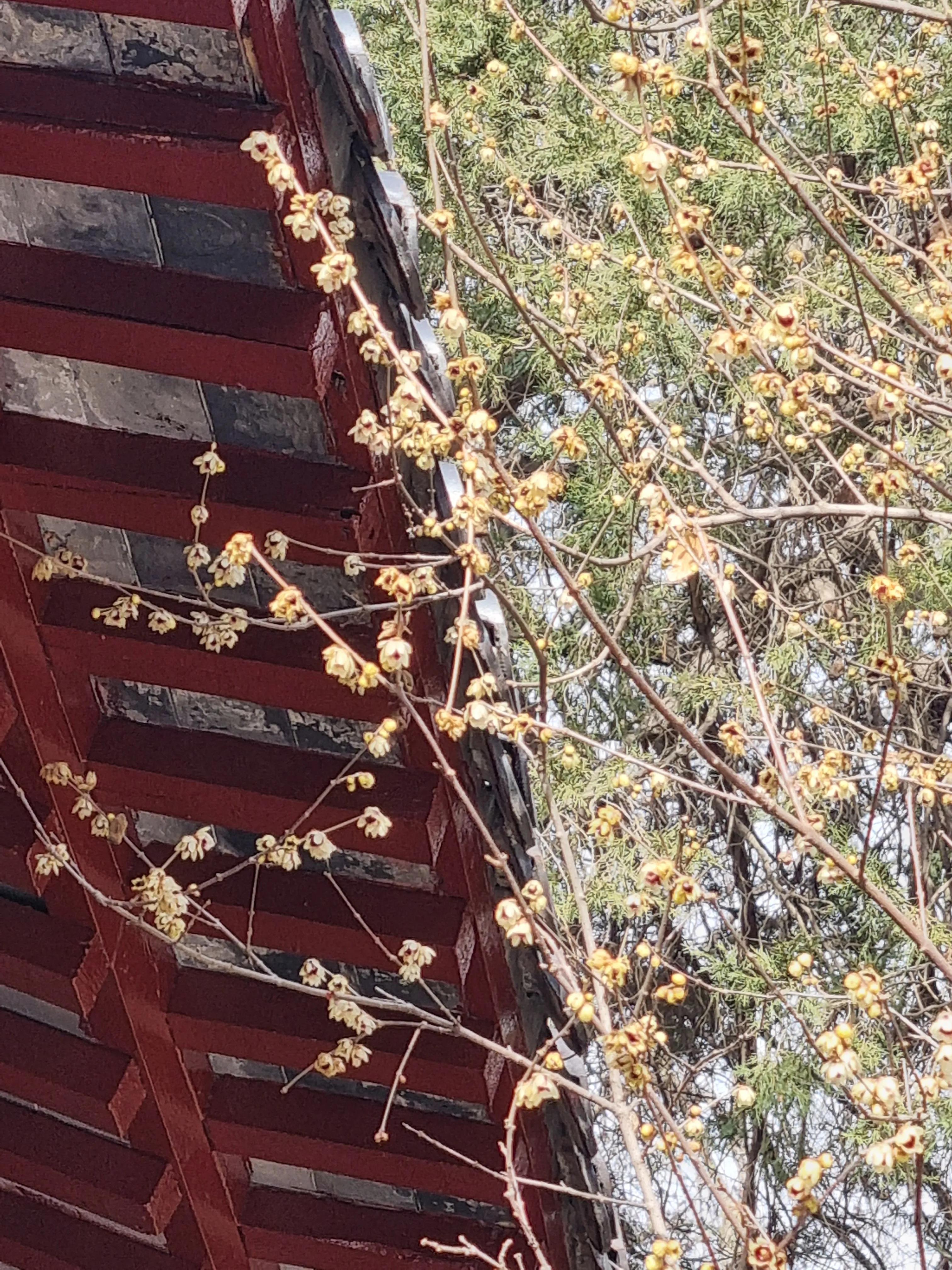 南京龙泉寺。寺里有一棵唐朝的腊梅树。