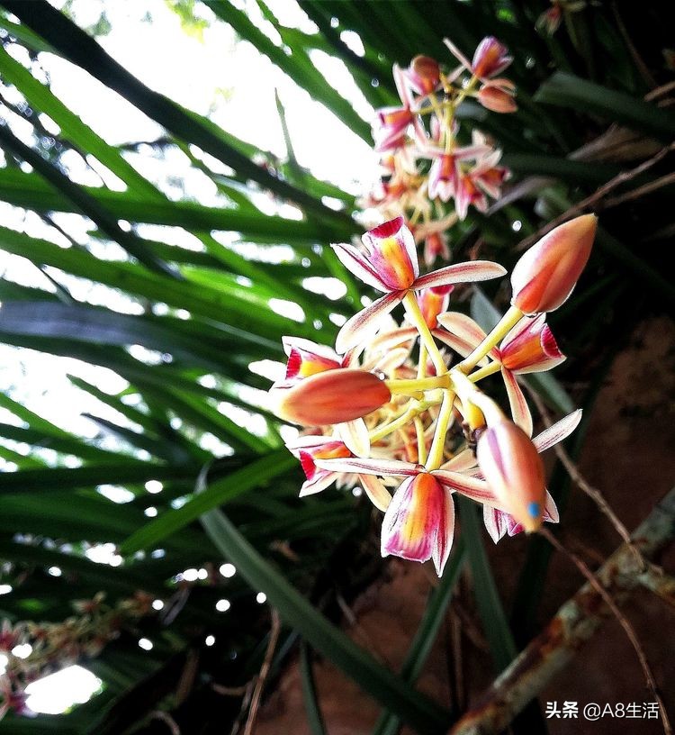 带你认识中华兰花纹瓣兰,顶级纹瓣兰图片