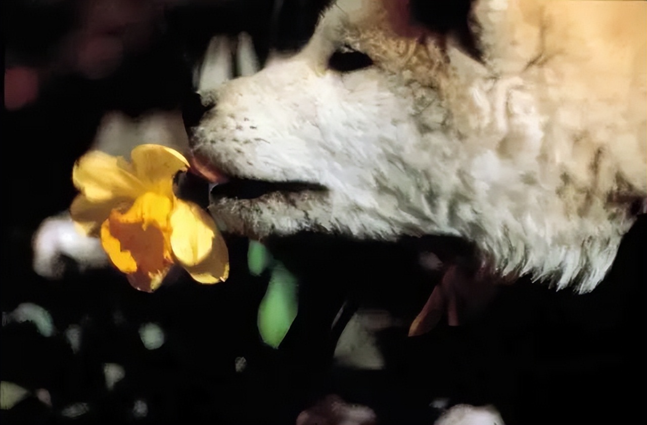 日版忠犬八公几个版本 (日本忠犬八公物语电影完整版)