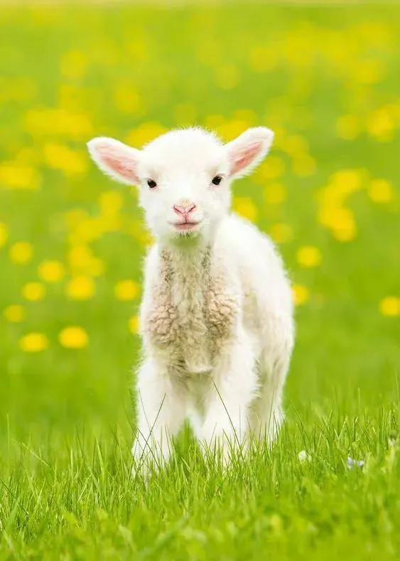 迪士尼可爱动物壁纸动态,可爱动物手机壁纸超清全面屏