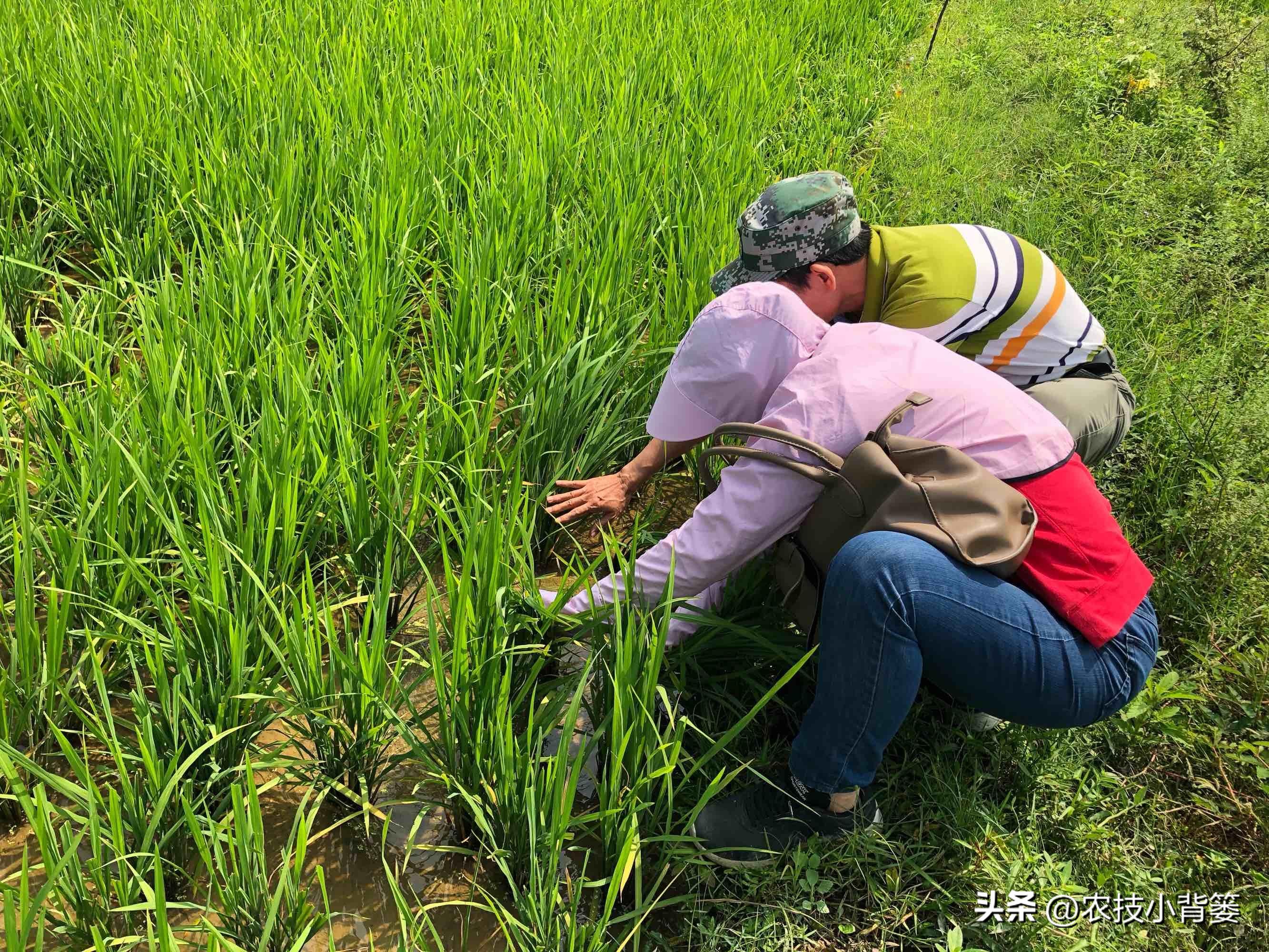 水稻稻苗发黄是什么病,水稻叶片发黄的原因及防治方法