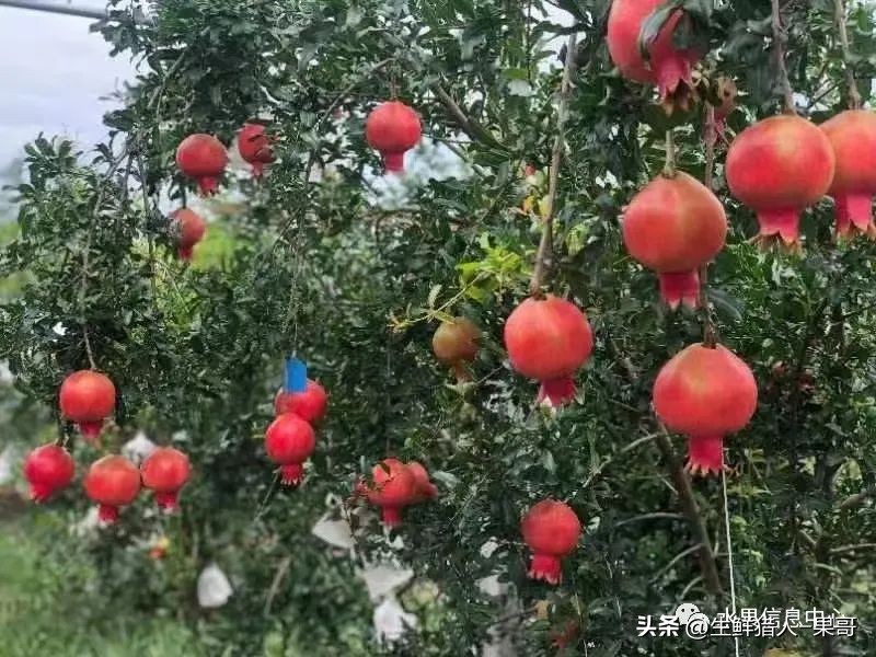 软籽石榴的正确打开方法,多好的软籽石榴