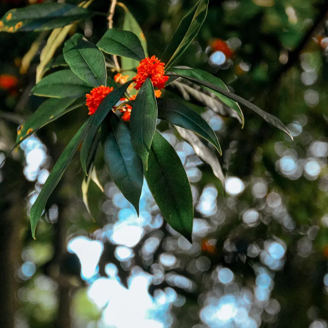 今日秋分丨秋实春华，草堂浮生