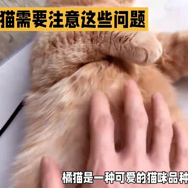 橘猫饲养方法,新手养橘猫注意事项