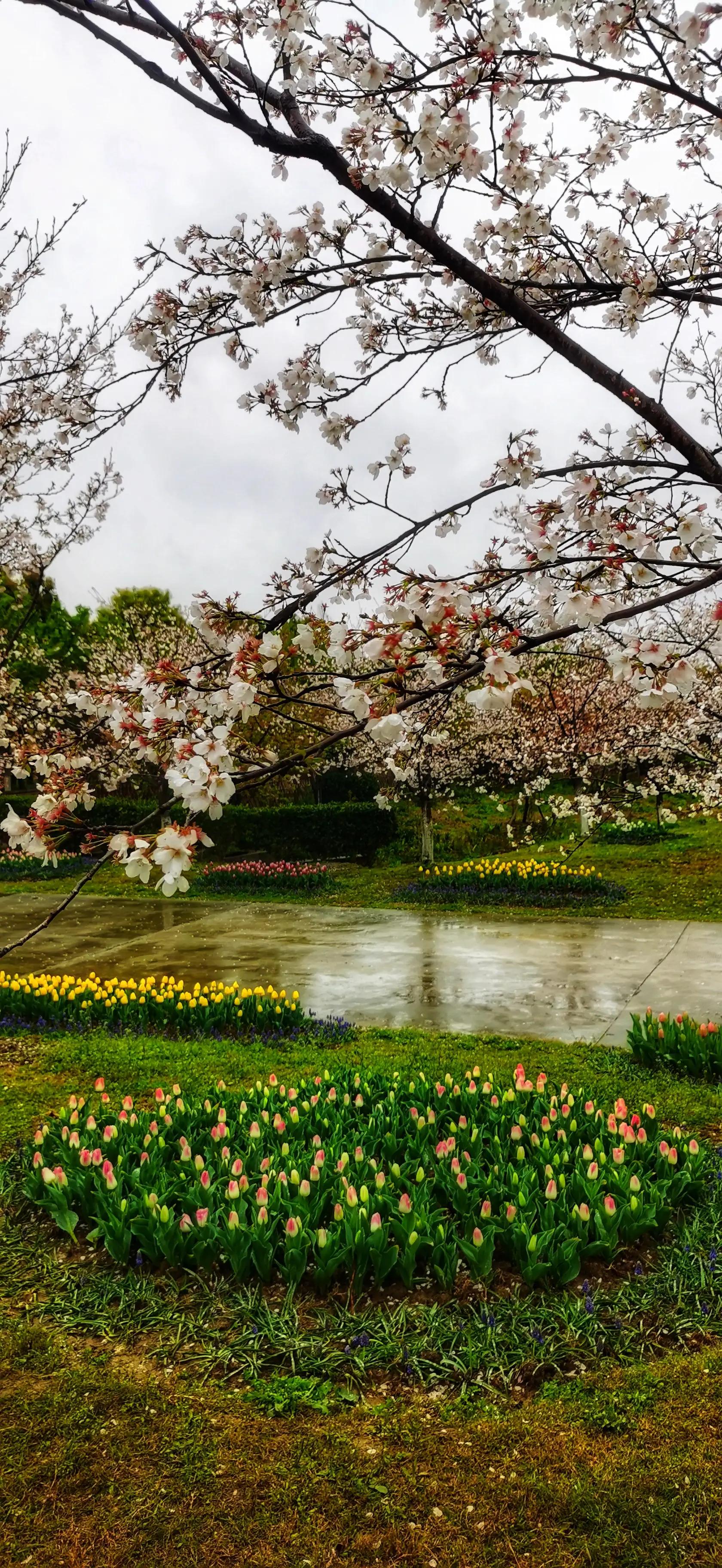 湖北宜昌花海赏花,枝江同心花海四月有什么花